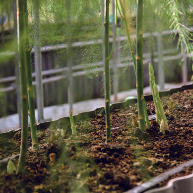 噂のアスパラガス　さぬきのめざめ　1㎏【香川県三豊産】