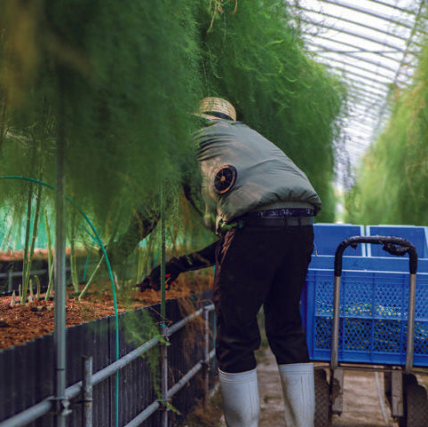 噂のアスパラガス　さぬきのめざめ　1㎏【香川県三豊産】