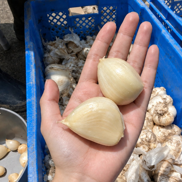 無農薬栽培 匂いが少ない 無臭にんにく マイルドな風味の 大山ジャンボにんにくバラ 粒がほぐれた状態 3kg【鳥取県大山産】