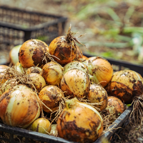 納豆菌栽培 淡路島産玉ねぎ 8kg【兵庫県淡路島産】