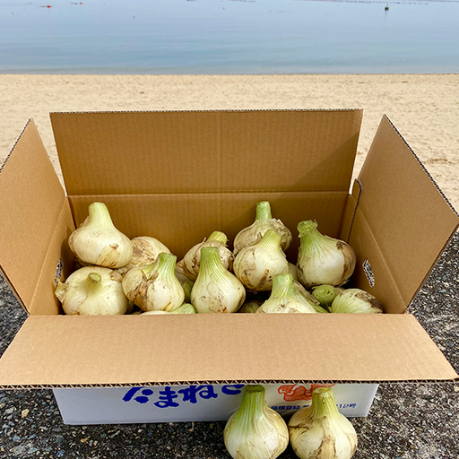 K.ファーム厳選！淡路島『歩』新玉ねぎ　10kg【兵庫県淡路島産】