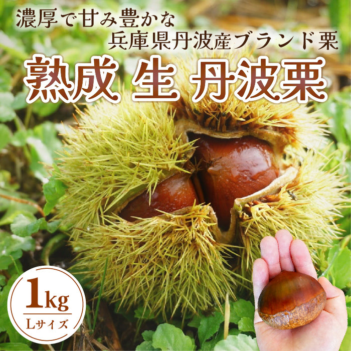 丹波ブランド栗 チェスとナッツ　熟成丹波栗（生栗） L 1kg【兵庫県丹波産】