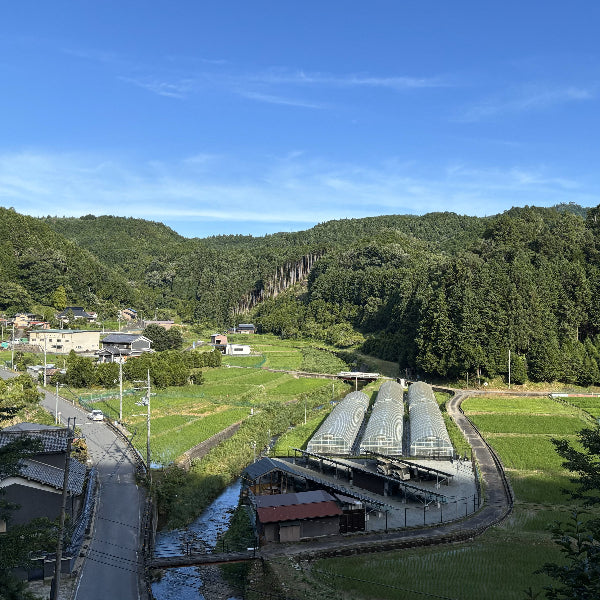 芳醇な香りととろける甘さのアールスメロン 1玉【奈良県吉野産】