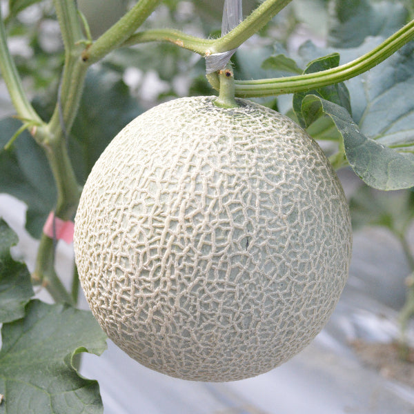 芳醇な香りととろける甘さのアールスメロン 2玉【奈良県吉野産】