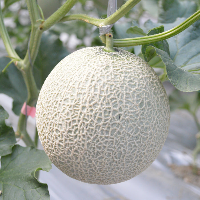 芳醇な香りととろける甘さのアールスメロン 1玉【奈良県吉野産】