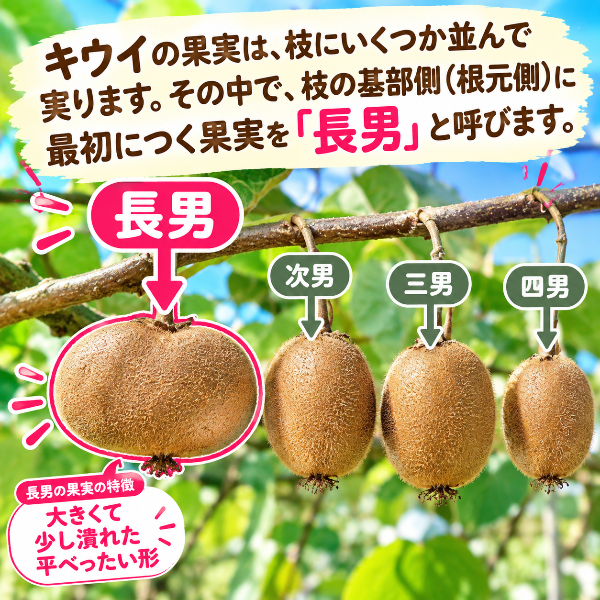 《予約販売 / 12月中旬発送予定》中上さん家のキウイ　本当に数量限定でしか採れない「長男キウイ」の紅珊瑚（いちご）キウイ　【奈良県五條産】