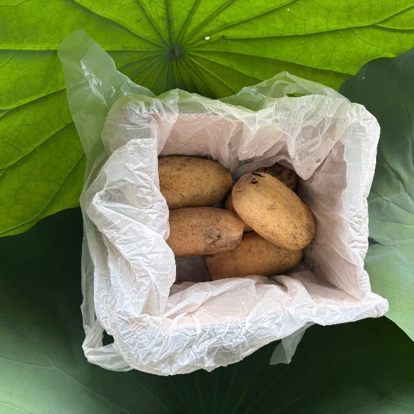 シャキッともっちり甘い 桃太郎れんこん 1kg【岡山県岡山産】