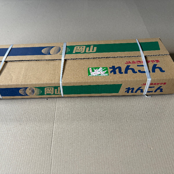 シャキッともっちり甘い 桃太郎れんこん 2kg【岡山県岡山産】
