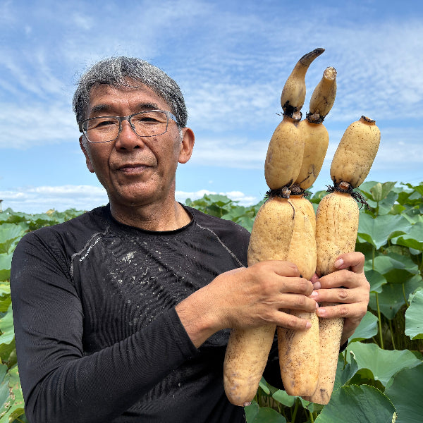 シャキッともっちり甘い 桃太郎れんこん 2kg【岡山県岡山産】