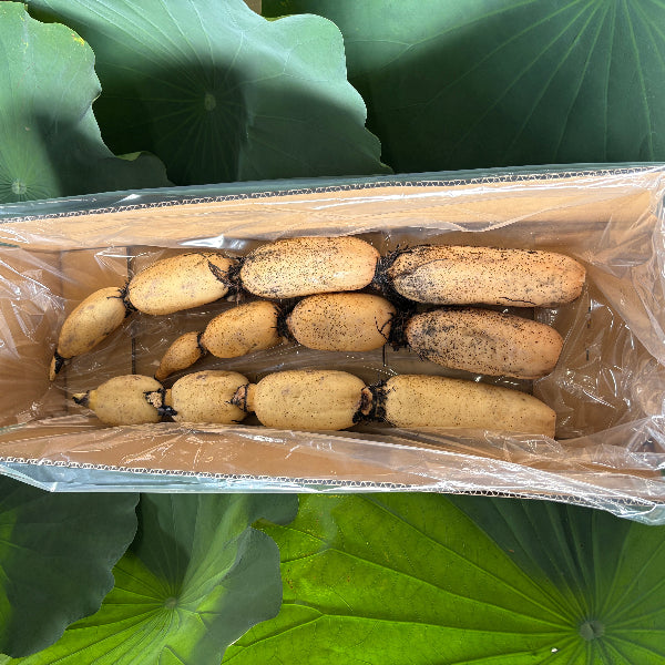 シャキッともっちり甘い 桃太郎れんこん 3kg【岡山県岡山産】
