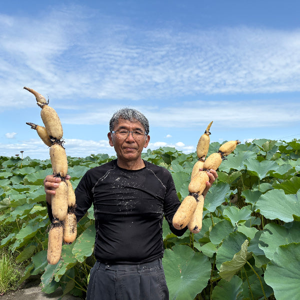 シャキッともっちり甘い 桃太郎れんこん 4kg【岡山県岡山産】