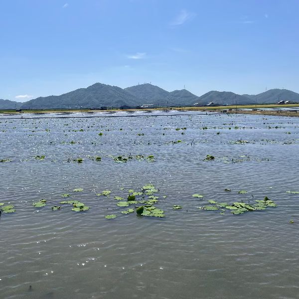 シャキッともっちり甘い 桃太郎れんこん 3kg【岡山県岡山産】