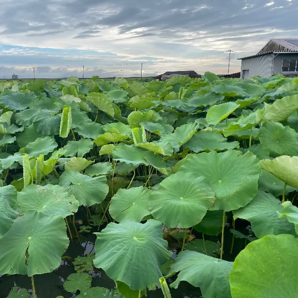 シャキッともっちり甘い 桃太郎れんこん 3kg【岡山県岡山産】