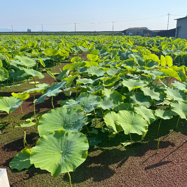 シャキッともっちり甘い 桃太郎れんこん 3kg【岡山県岡山産】