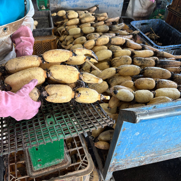 シャキッともっちり甘い 桃太郎れんこん 3kg【岡山県岡山産】