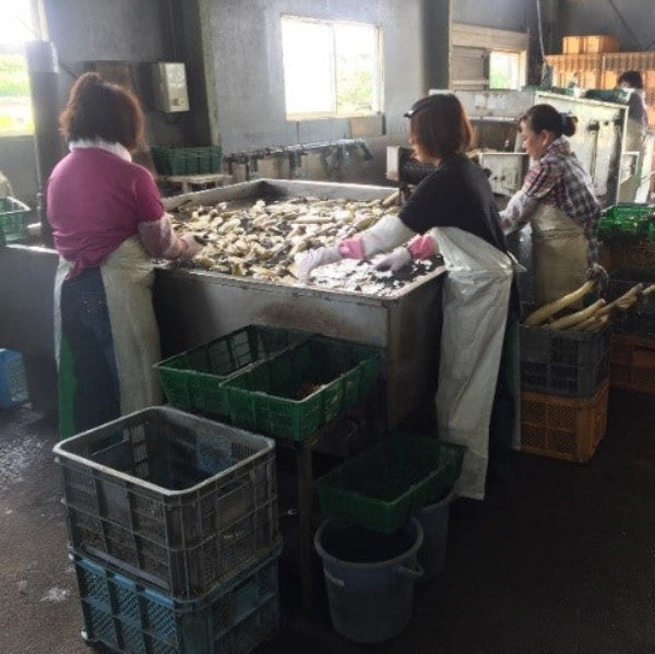 シャキッともっちり甘い 桃太郎れんこん 3kg【岡山県岡山産】