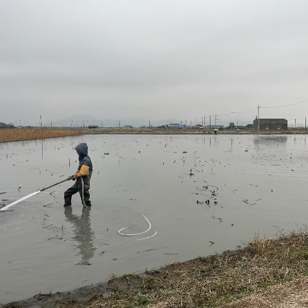シャキッともっちり甘い 桃太郎れんこん 3kg【岡山県岡山産】