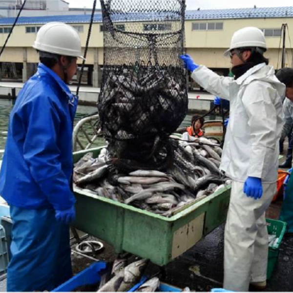 但馬の朝ごはんと言えばコレ 旨干しエテカレイ(小6枚入り)【兵庫県香住産】