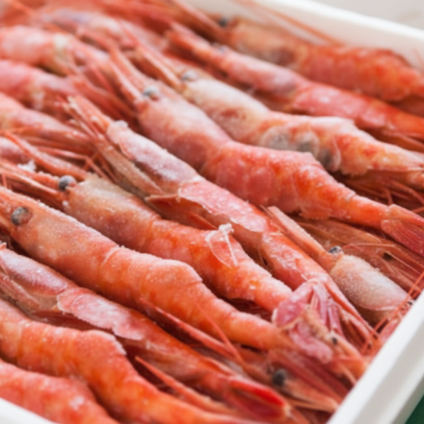 天然醸造 麹のちからで熟成させた魚醤　麹の魚醤 甘えび 100ml【兵庫県香住産】