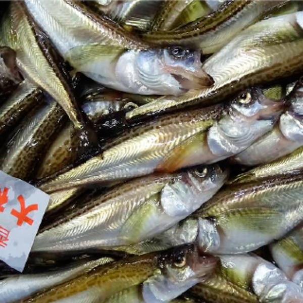 防災食、アウトドア食としても最適　はたはた 炊き込みご飯の素【兵庫県香住産】