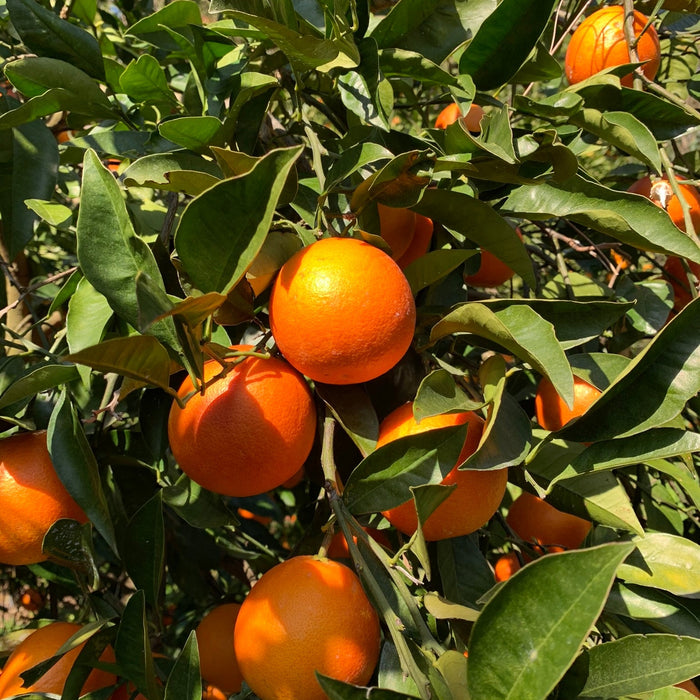 ワインにも合う果実 ブラッドオレンジ 5kg【和歌山県田辺産】