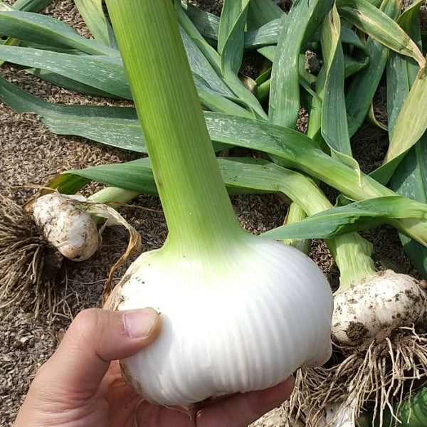 無農薬栽培 匂いが少ない 無臭にんにく マイルドな風味の 大山ジャンボにんにく1kg【鳥取県大山産】