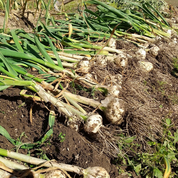 無農薬栽培 匂いが少ない 無臭にんにく マイルドな風味の 大山ジャンボにんにく1kg【鳥取県大山産】