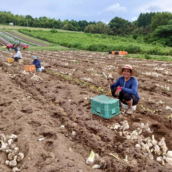 無農薬栽培 匂いが少ない 無臭にんにく マイルドな風味の 大山ジャンボにんにく1kg【鳥取県大山産】