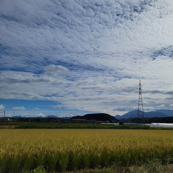 無農薬栽培 匂いが少ない 無臭にんにく マイルドな風味の 大山ジャンボにんにく1kg【鳥取県大山産】