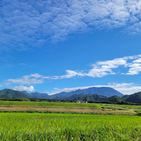 無農薬栽培 匂いが少ない 無臭にんにく マイルドな風味の 大山ジャンボにんにく1kg【鳥取県大山産】