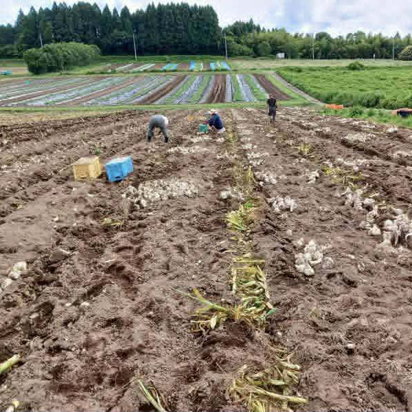 無農薬栽培 匂いが少ない 無臭にんにく マイルドな風味の 大山ジャンボにんにく1kg【鳥取県大山産】