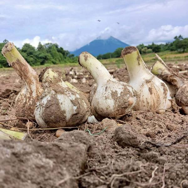 無農薬栽培 匂いが少ない 無臭にんにく マイルドな風味の 大山ジャンボにんにく1kg【鳥取県大山産】