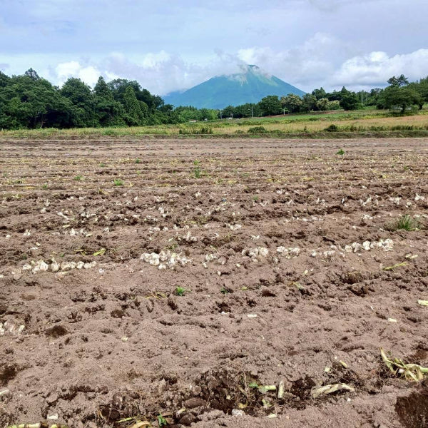 無農薬栽培 匂いが少ない 無臭にんにく マイルドな風味の 大山ジャンボにんにく1kg【鳥取県大山産】