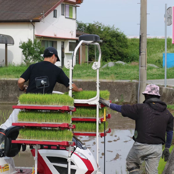 玄米 ヒノヒカリ 5kg　小野市の豊かな自然が育んだ 甘みと粘りのバランス米【兵庫県小野産】