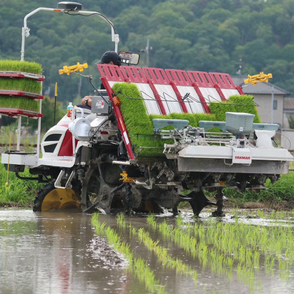 玄米 ヒノヒカリ 5kg　小野市の豊かな自然が育んだ 甘みと粘りのバランス米【兵庫県小野産】