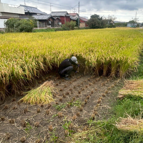 玄米 ヒノヒカリ 5kg　小野市の豊かな自然が育んだ 甘みと粘りのバランス米【兵庫県小野産】
