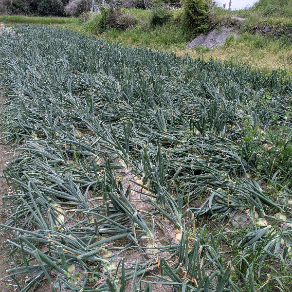 小屋づり 熟成 おいしい！ 山田さんちの”こだわり”淡路島玉ねぎ 3kg【兵庫県淡路島産】