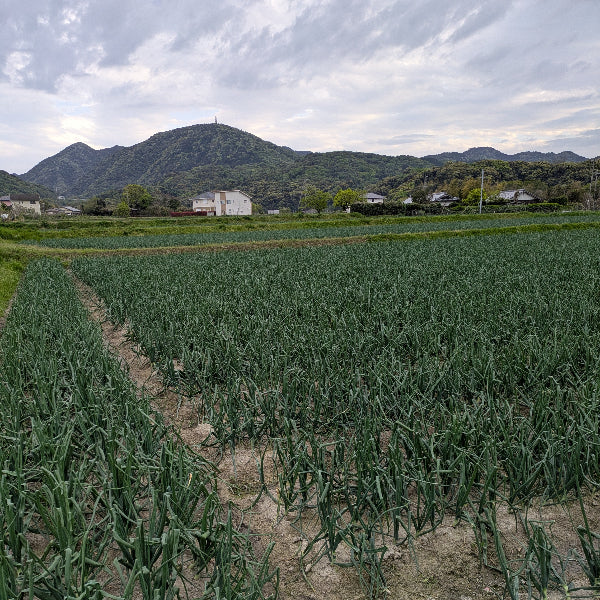 小屋づり 熟成 おいしい！ 山田さんちの”こだわり”淡路島玉ねぎ 3kg【兵庫県淡路島産】