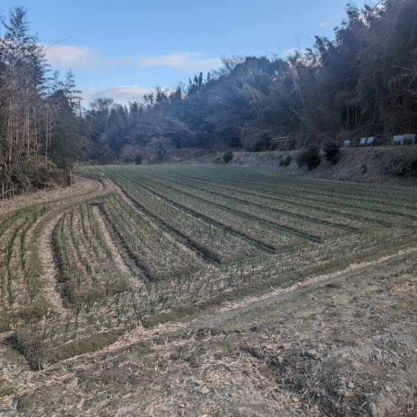 小屋づり 熟成 おいしい！ 山田さんちの”こだわり”淡路島玉ねぎ 3kg【兵庫県淡路島産】