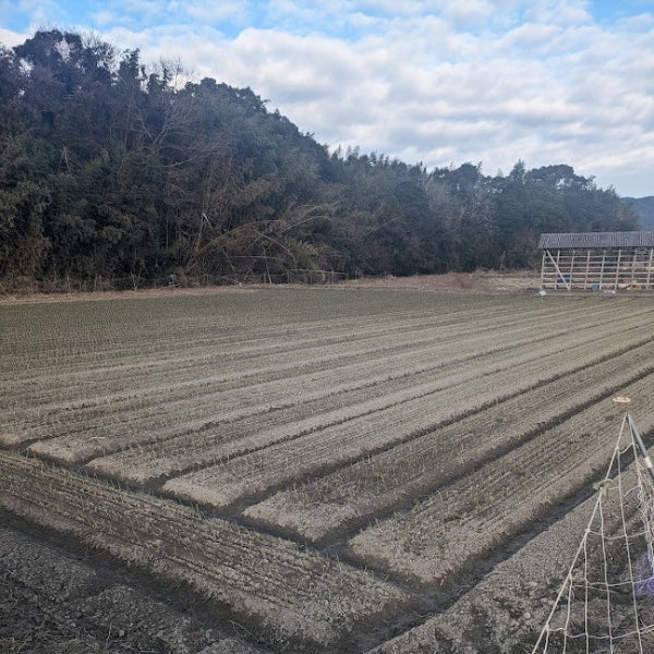 小屋づり 熟成 おいしい！ 山田さんちの”こだわり”淡路島玉ねぎ 3kg【兵庫県淡路島産】