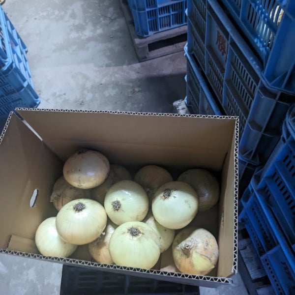 小屋づり 熟成 おいしい！ 山田さんちの”こだわり”淡路島玉ねぎ 3kg【兵庫県淡路島産】