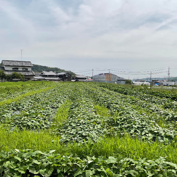 無添加 国産野菜7種・独自製法・家族で楽しめる、極上の野菜チップス「日本の野菜・極」420g【兵庫県神戸産】