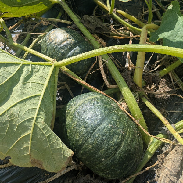 無添加 国産野菜7種・独自製法・家族で楽しめる、極上の野菜チップス「日本の野菜・極」420g【兵庫県神戸産】
