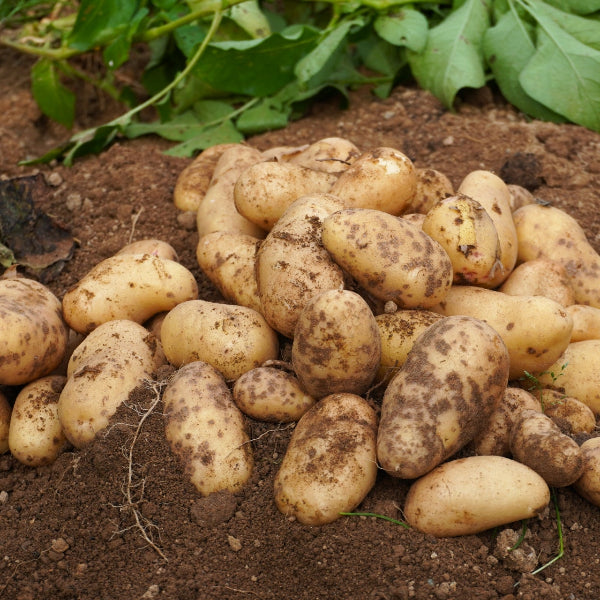 無添加 国産野菜7種・独自製法・家族で楽しめる、極上の野菜チップス「日本の野菜・極」420g【兵庫県神戸産】