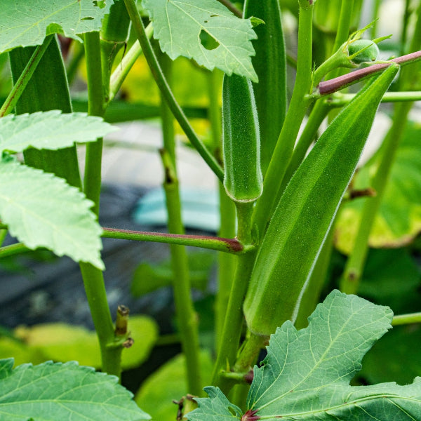 無添加 国産野菜7種・独自製法・家族で楽しめる、極上の野菜チップス「日本の野菜・極」420g【兵庫県神戸産】
