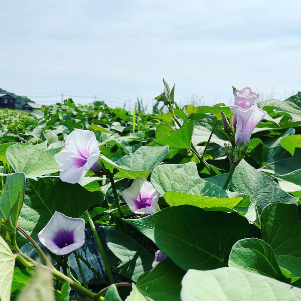 無添加 国産野菜7種・独自製法・家族で楽しめる、極上の野菜チップス「日本の野菜・極」420g【兵庫県神戸産】