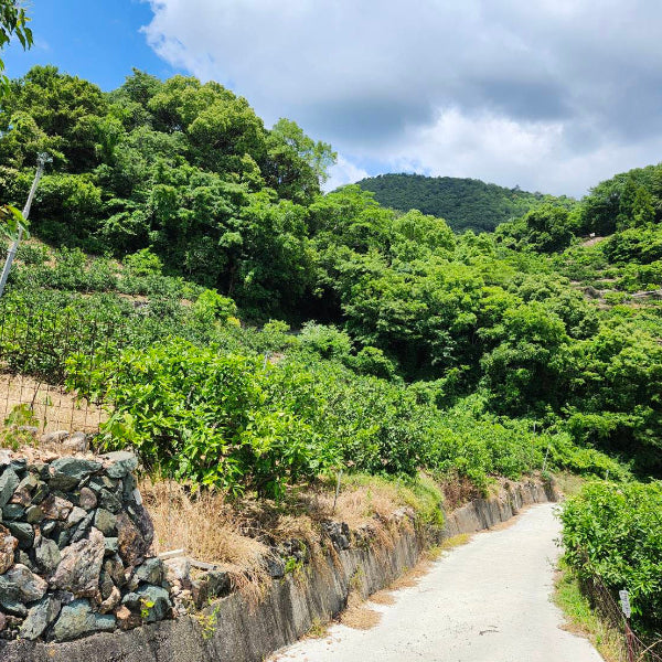 【予約販売 / 11月下旬発送予定】 《訳あり》日々、真剣勝負のみかん農家が育てた 早生みかん 田口　3kg（S～2Lサイズ混合）【和歌山県有田産】