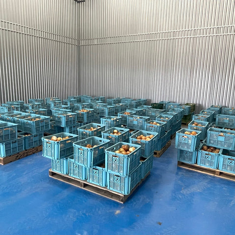 兵庫県淡路島より産地直送の玉ねぎ