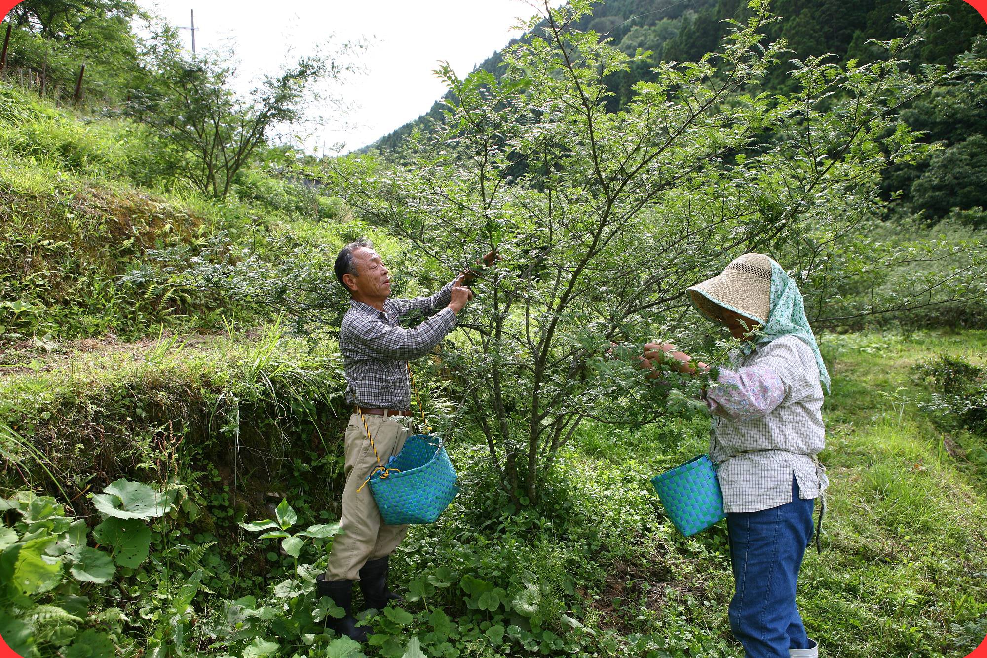 手軽にラクラク、魅力にクラクラ 朝倉さんしょ　3種セット【兵庫県但馬産】