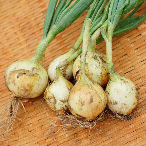 兵庫県淡路島より産地直送の玉ねぎ